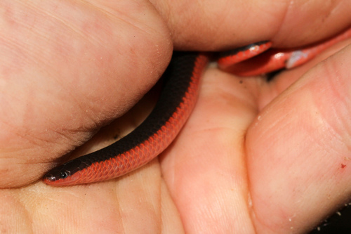 Western Worm Snake