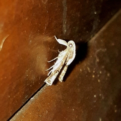 Palthis asopialis