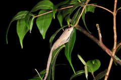 Anolis cristatellus wileyae