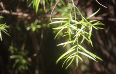 Podocarpus salignus