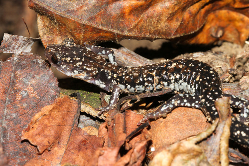 Rich Mountain Salamander, Plethodon ouachitae