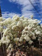 Euphorbia leucocephala