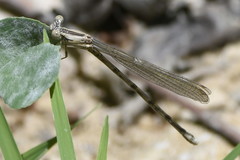 Argia funebris