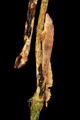 Anolis cristatellus wileyae