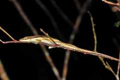 Anolis pulchellus