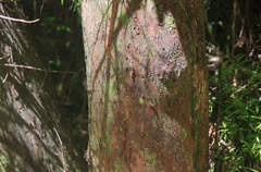 Podocarpus salignus