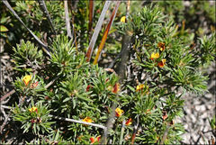 Pultenaea tenuifolia