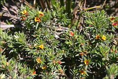 Pultenaea tenuifolia