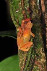 Eleutherodactylus cochranae