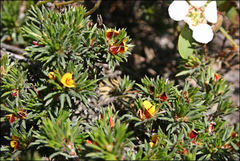 Pultenaea tenuifolia