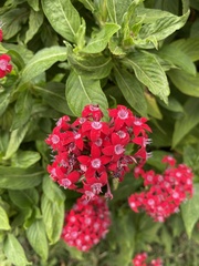 Pentas