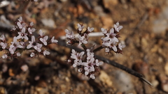 Chorizanthe leptotheca