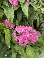 Pentas