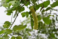 Prosopis ruscifolia