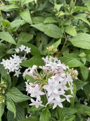Pentas