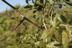 Prosopis ruscifolia