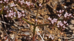 Chorizanthe leptotheca