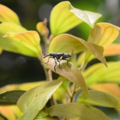 Isacantha rhinotioides