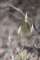 Johnsonia pubescens pubescens