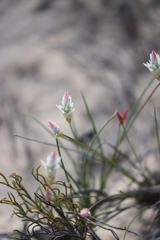 Johnsonia pubescens pubescens