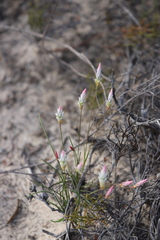 Johnsonia pubescens pubescens