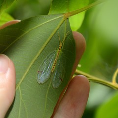 Norfolius howensis