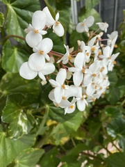 Begonia obliqua