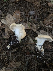 Hydnum