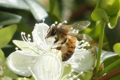 Apis mellifera