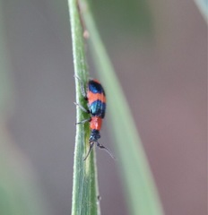 Coleoptera