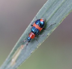 Coleoptera