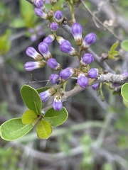 Ehretia obtusifolia