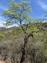 Schinopsis lorentzii