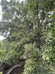 Xanthocercis zambesiaca