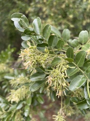 Xanthocercis zambesiaca