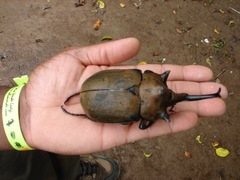 Megasoma elephas