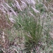 Stipa papposa - Photo (c) Cesar Massi, some rights reserved (CC BY-NC), uploaded by Cesar Massi