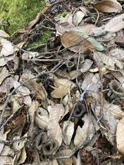 Craterellus calicornucopioides