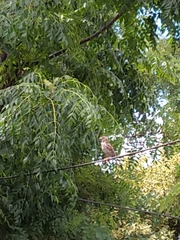 Falconiformes