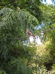 Falconiformes