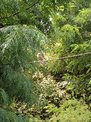 Falconiformes