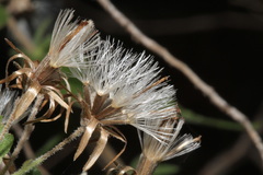 Brickellia cylindracea