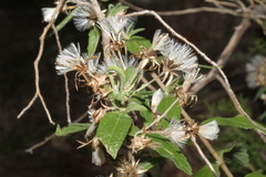 Brickellia cylindracea