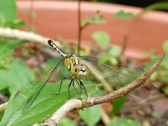 Diplacodes trivialis