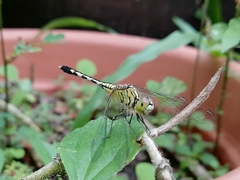 Diplacodes trivialis