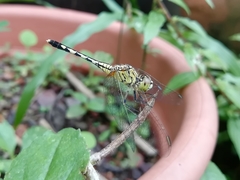 Diplacodes trivialis