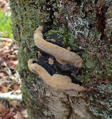 Phellinus lundellii