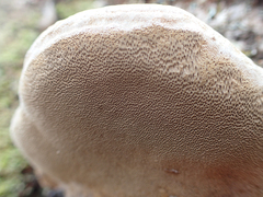 Phellinus lundellii