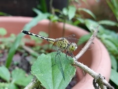 Diplacodes trivialis