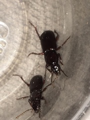 Pterostichus angustus